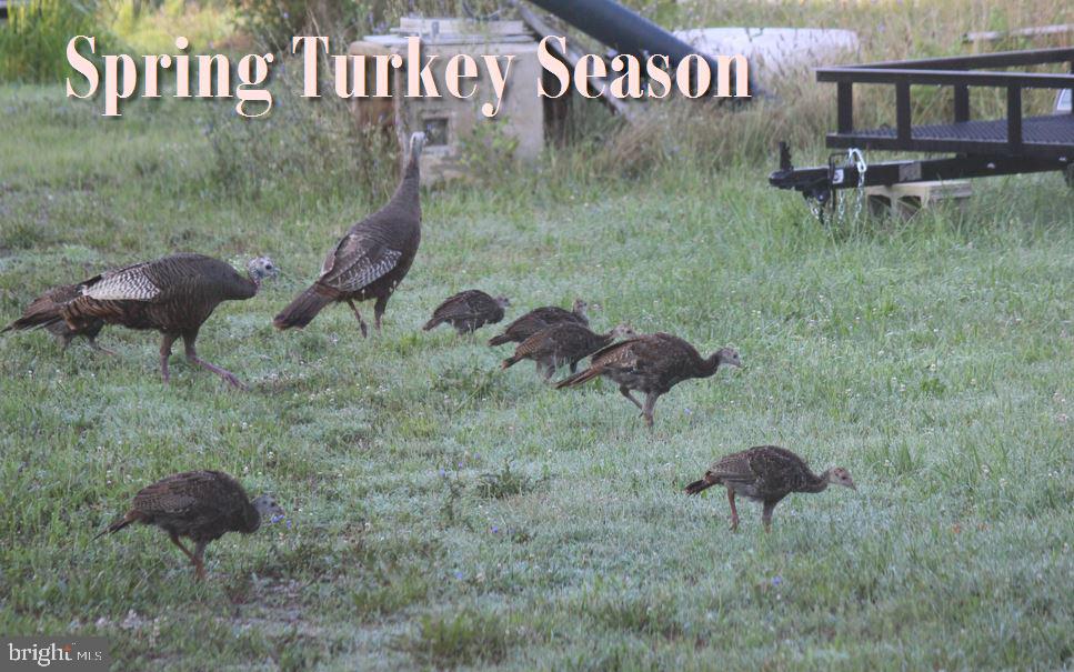 Wild Turkeys Roam in Springtime