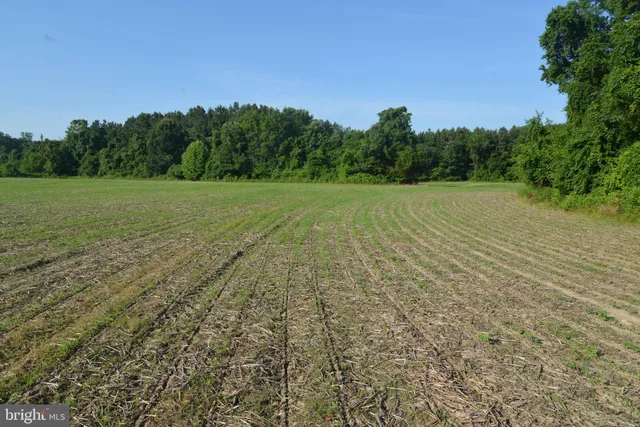 a view of a field with trees in background