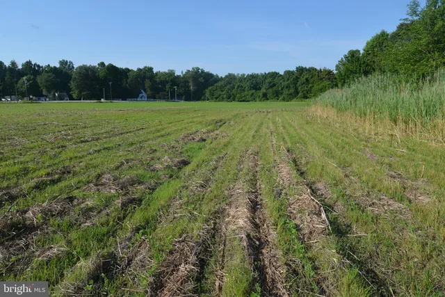 a view of a field with an trees in the background