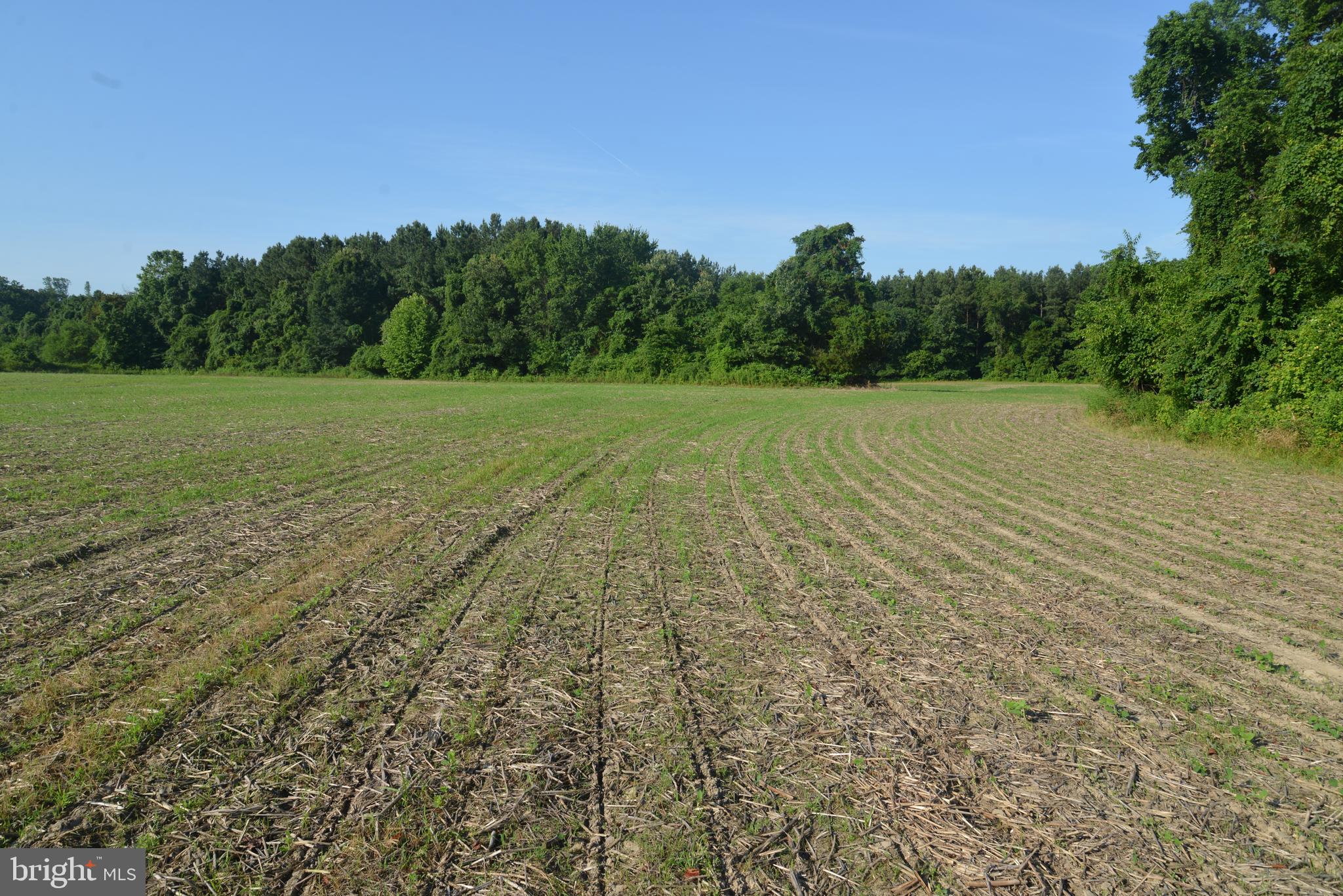 213 Rd Centreville Md 21617 Road Centreville, MD 21617 - Photo 15 of 36 a view of a field with trees in background