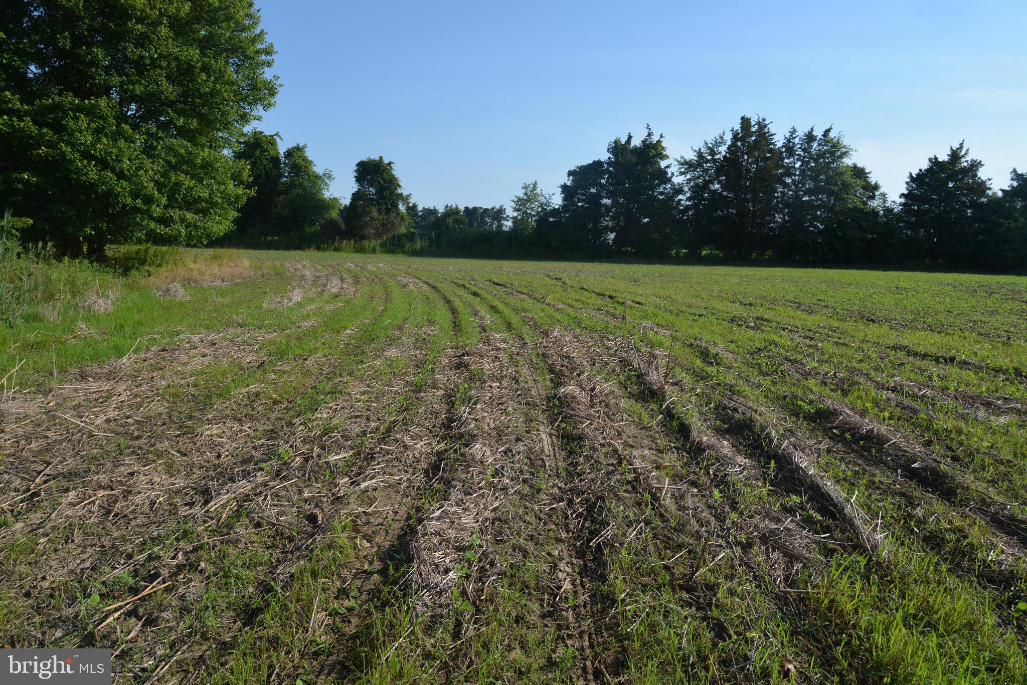 213 Rd Centreville Md 21617 Road Centreville, MD 21617 - Photo 19 of 36 a view of a field with an trees in the background