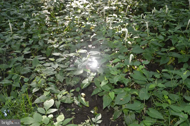 a view of a green yard with a house in the background