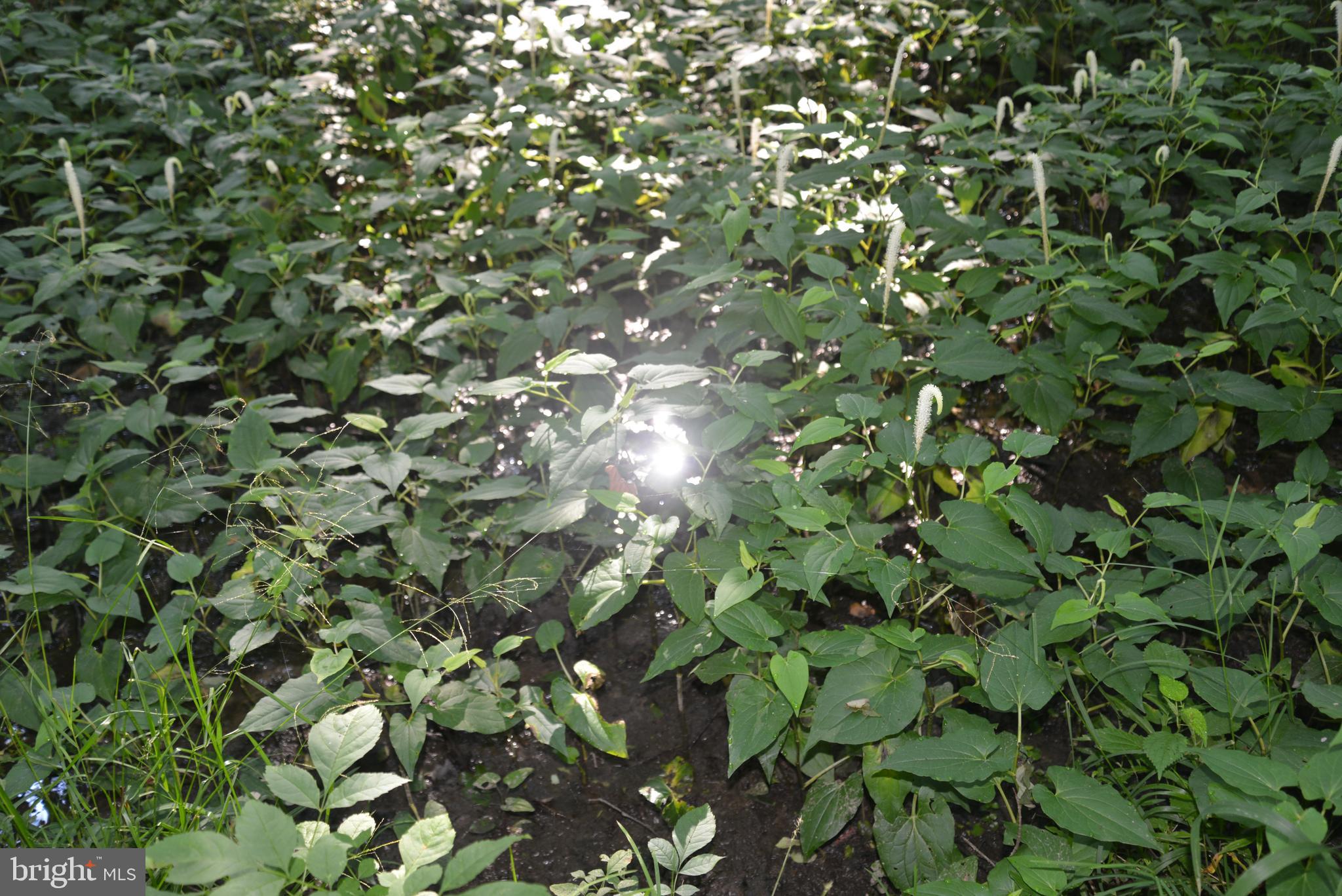 213 Rd Centreville Md 21617 Road Centreville, MD 21617 - Photo 24 of 33 a view of a tree in a forest