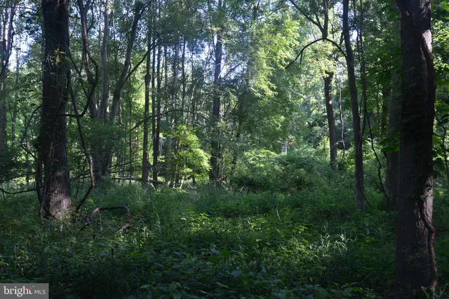 a view of a green yard