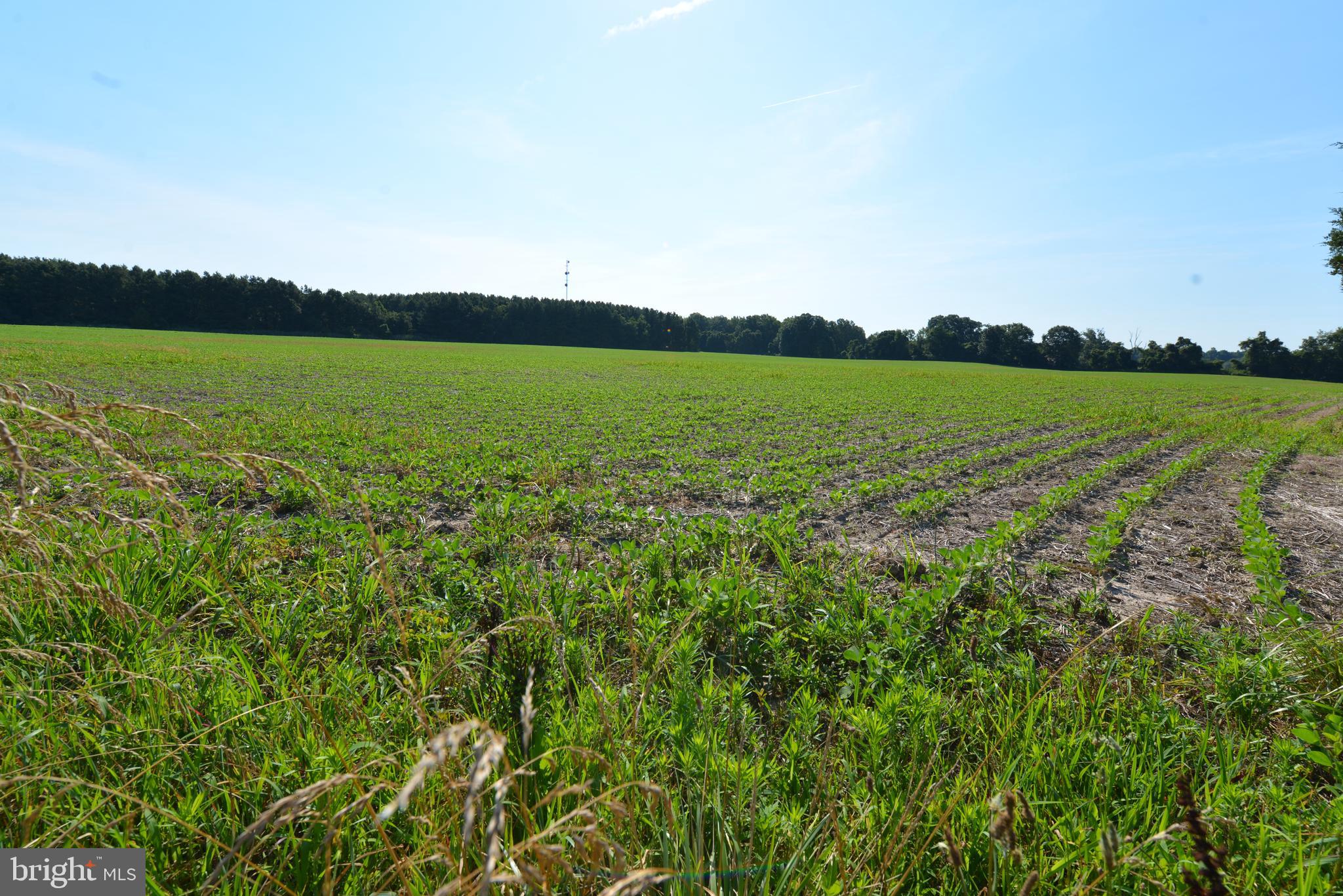 213 Rd Centreville Md 21617 Road Centreville, MD 21617 - Photo 7 of 33 a view of a lake with a big yard