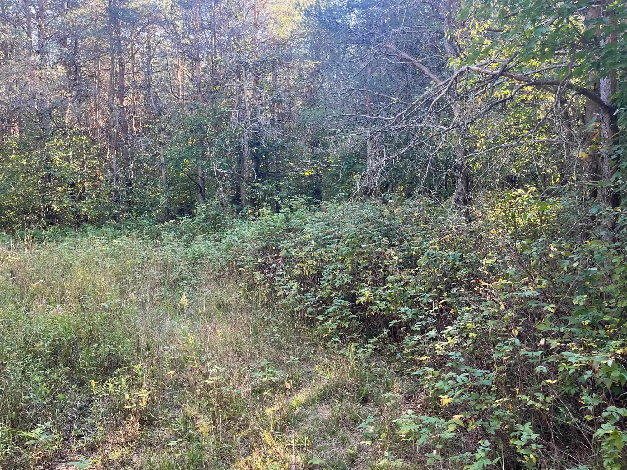 1095 West 4 Road Buckley, MI 49620 - Photo 3 of 8