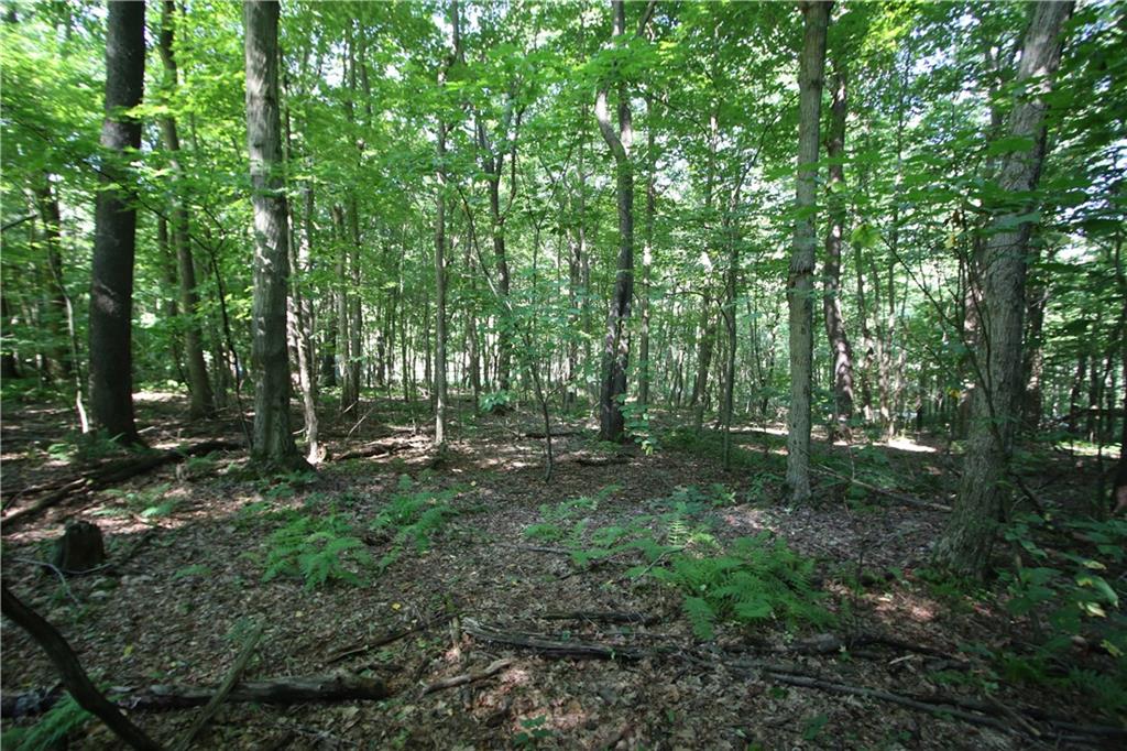 1563 Mount Zion Road Normalville, PA 15469 - Photo 1 of 11 a view of a forest with trees in the background