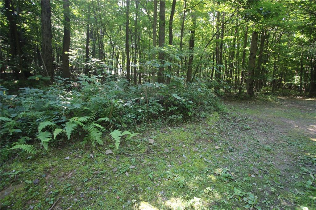 1563 Mount Zion Road Normalville, PA 15469 - Photo 3 of 11 a view of a lush green forest