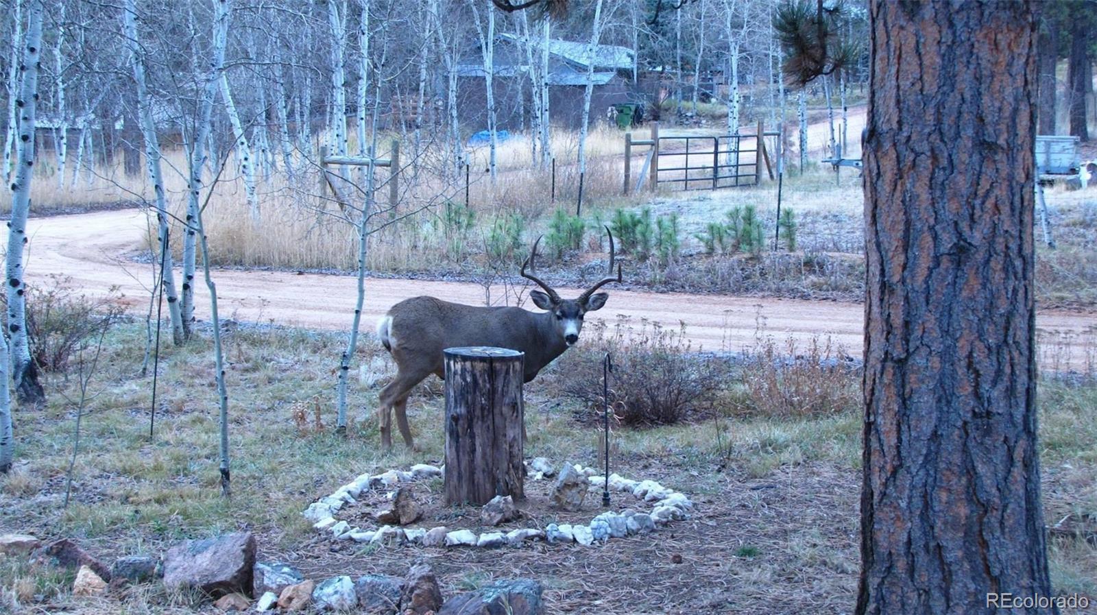 161 Sullivan Street Bailey, CO 80421 - Photo 31 of 32 a view of a yard with large trees and covered with wooden fence