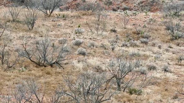 a view of a yard