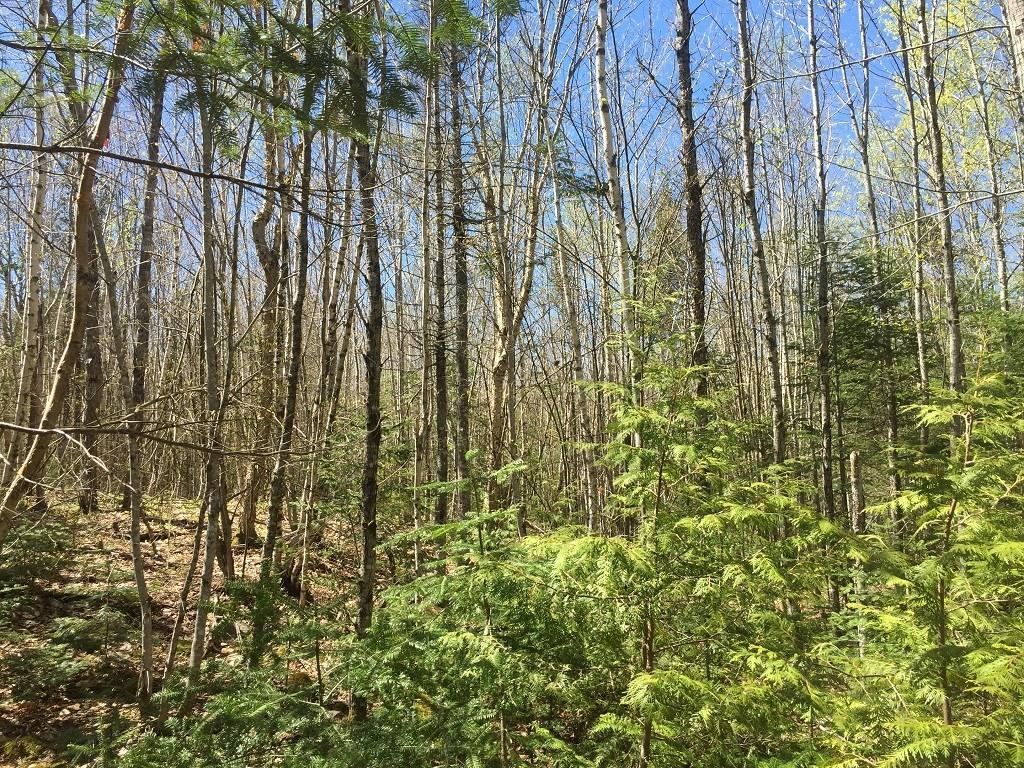 0 Bear Hollow Road Calais, ME 04619 - Photo 15 of 27 Photo