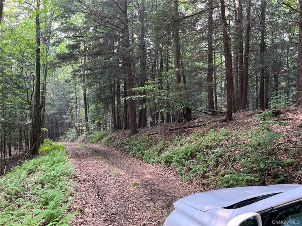 a view of a backyard with plants and trees