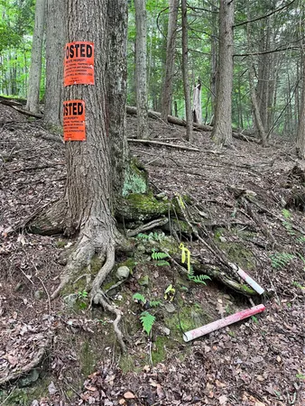 a garden with lots of trees
