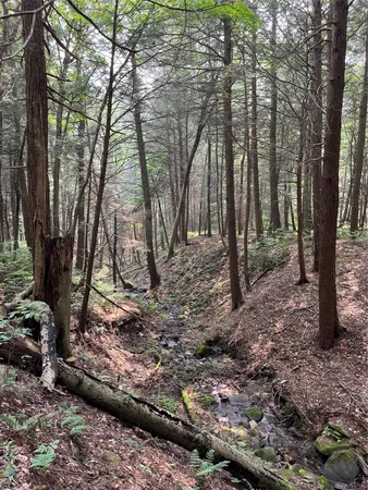 a view of outdoor space and tree