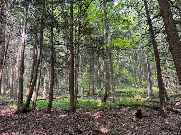 a view of a forest that has large trees