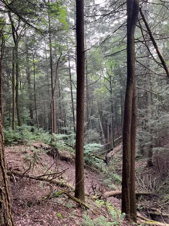 a view of a garden with plants