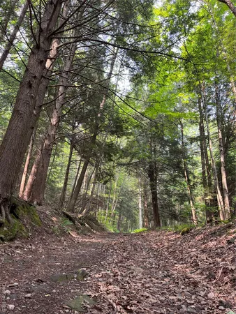 a view of outdoor space and trees