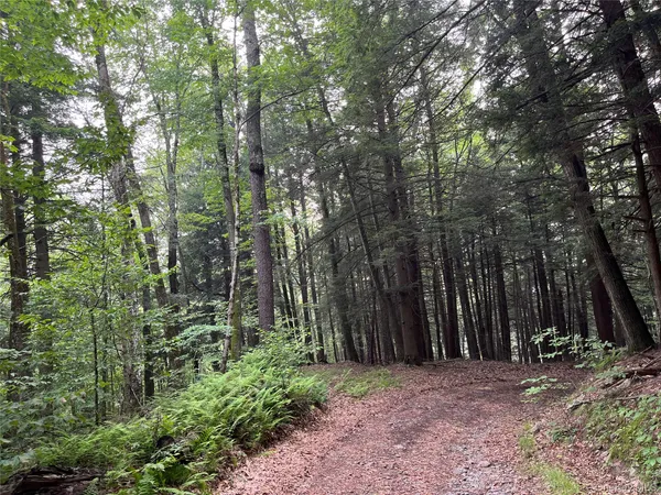 a view of a forest filled with trees