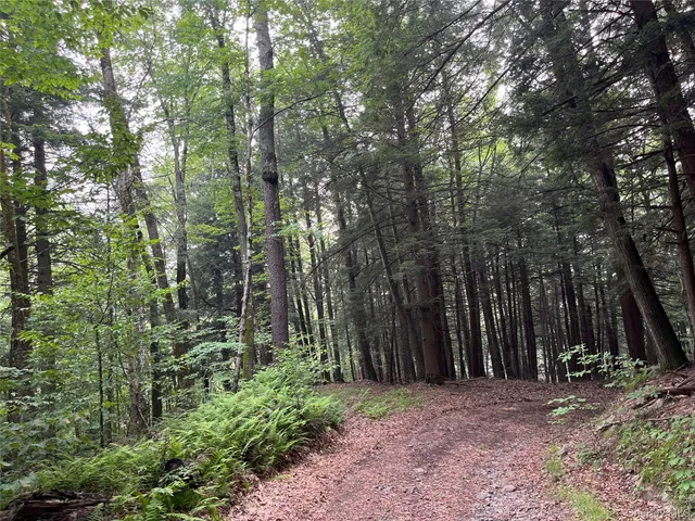 a view of a forest filled with trees