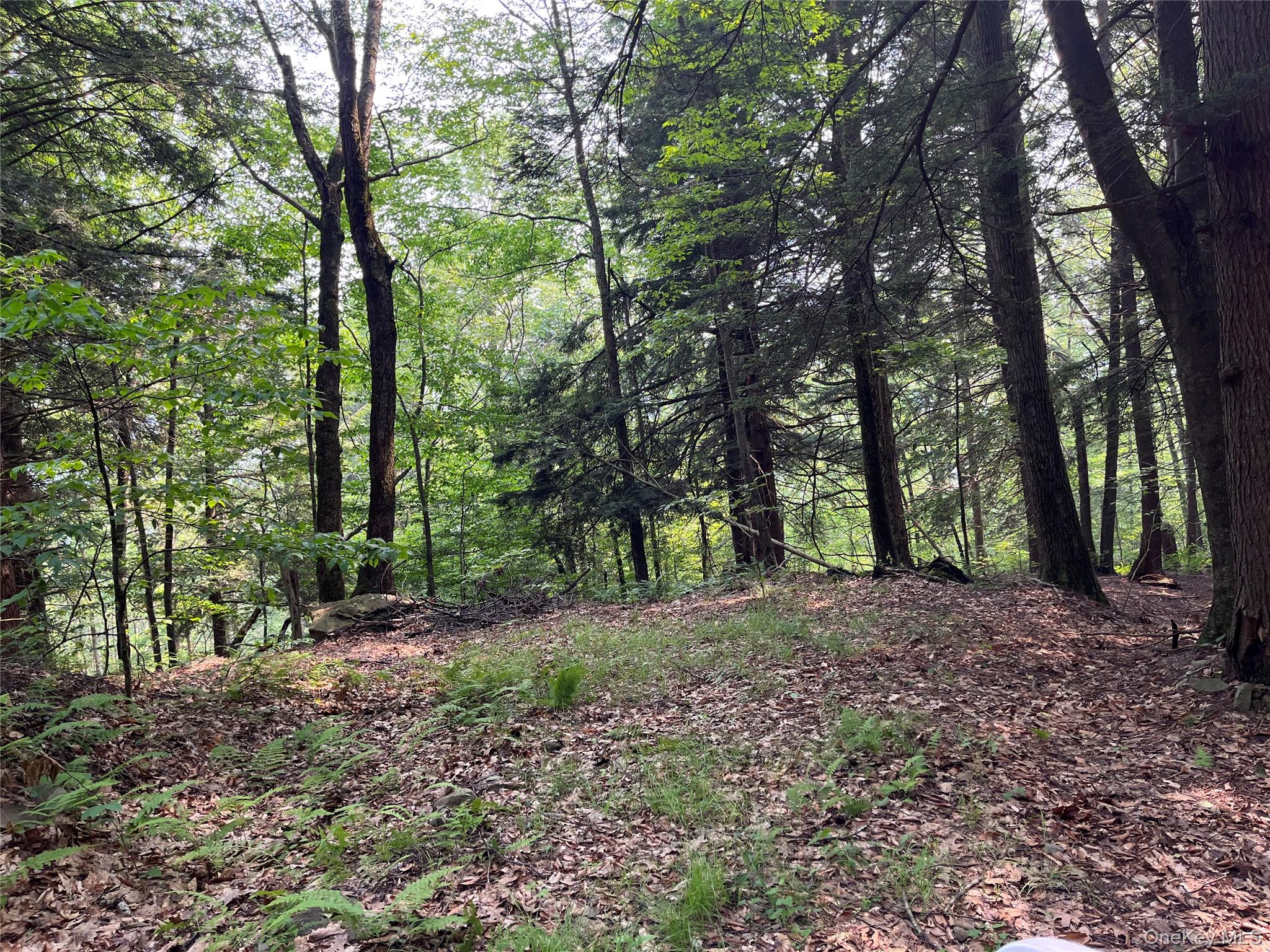 Hood Road Roscoe, NY 12776 - Photo 19 of 27 a view of a forest filled with trees