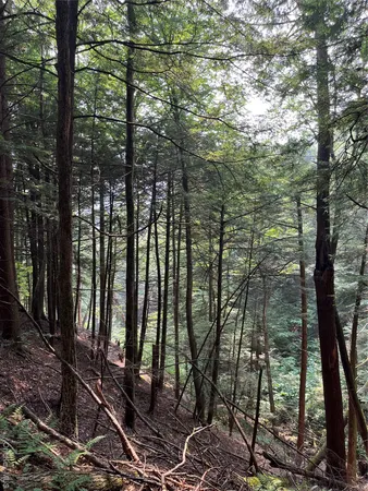 a view of a tree in the middle of a yard