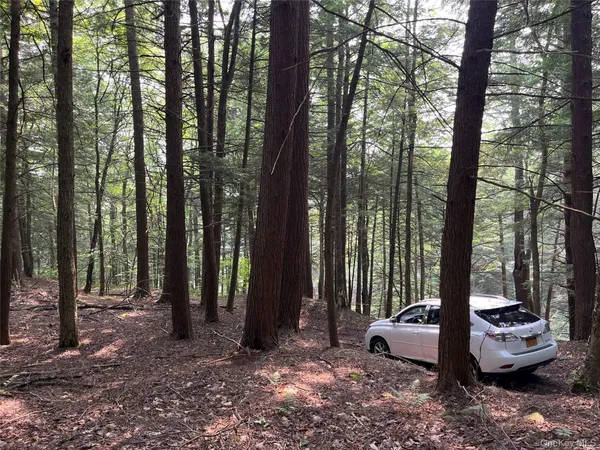 a view of a backyard with trees