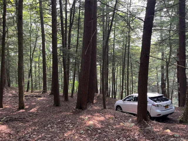 a view of a backyard with trees