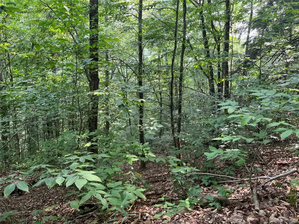 a view of a yard with plants and trees