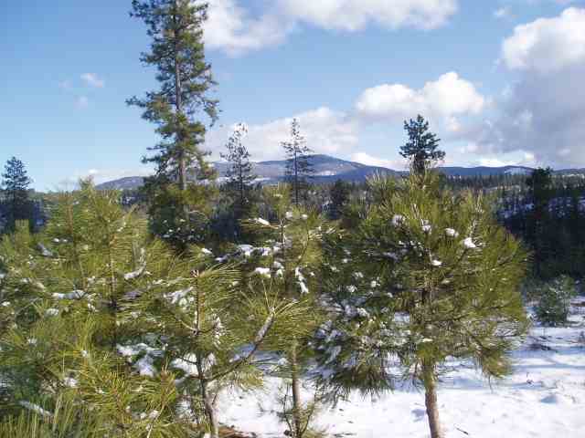 0 East Antler Road Chattaroy, WA 99003 - Photo 4 of 5 Gallery Image 4