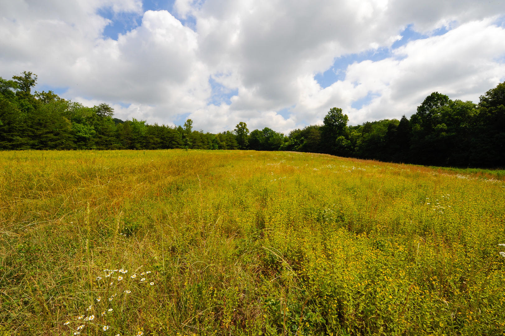 427 Roddy Branch Road Rockford, TN 37853 - Photo 29 of 37 _DSC4491