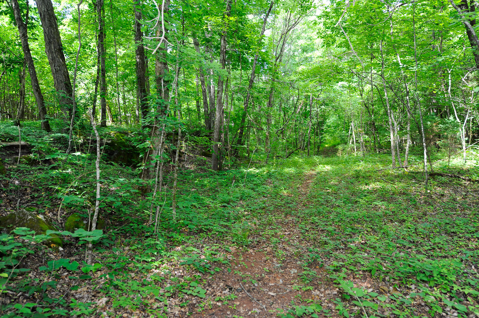 427 Roddy Branch Road Rockford, TN 37853 - Photo 31 of 37 _DSC4500