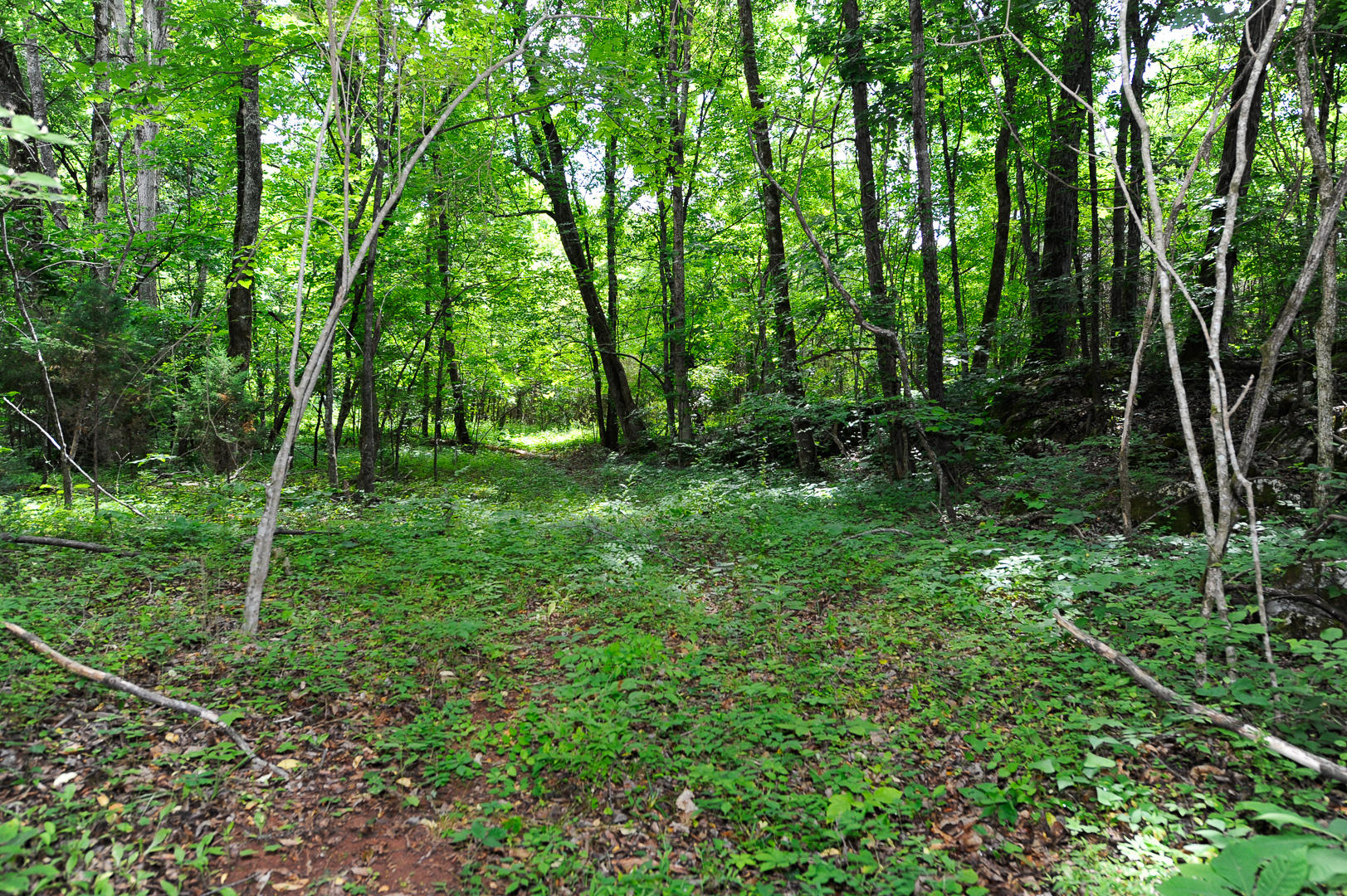 427 Roddy Branch Road Rockford, TN 37853 - Photo 33 of 37 _DSC4502