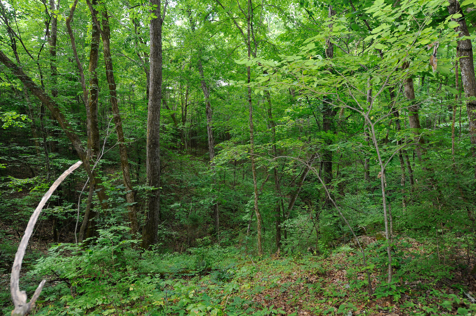 427 Roddy Branch Road Rockford, TN 37853 - Photo 34 of 37 _DSC4504