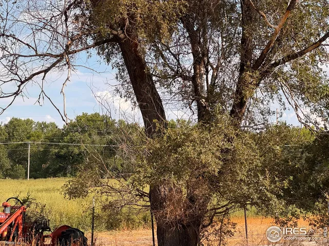 a view of a yard with a tree