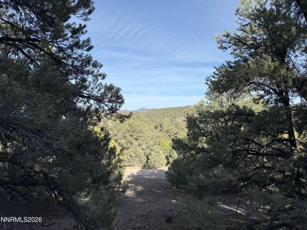 a view of a forest with a tree