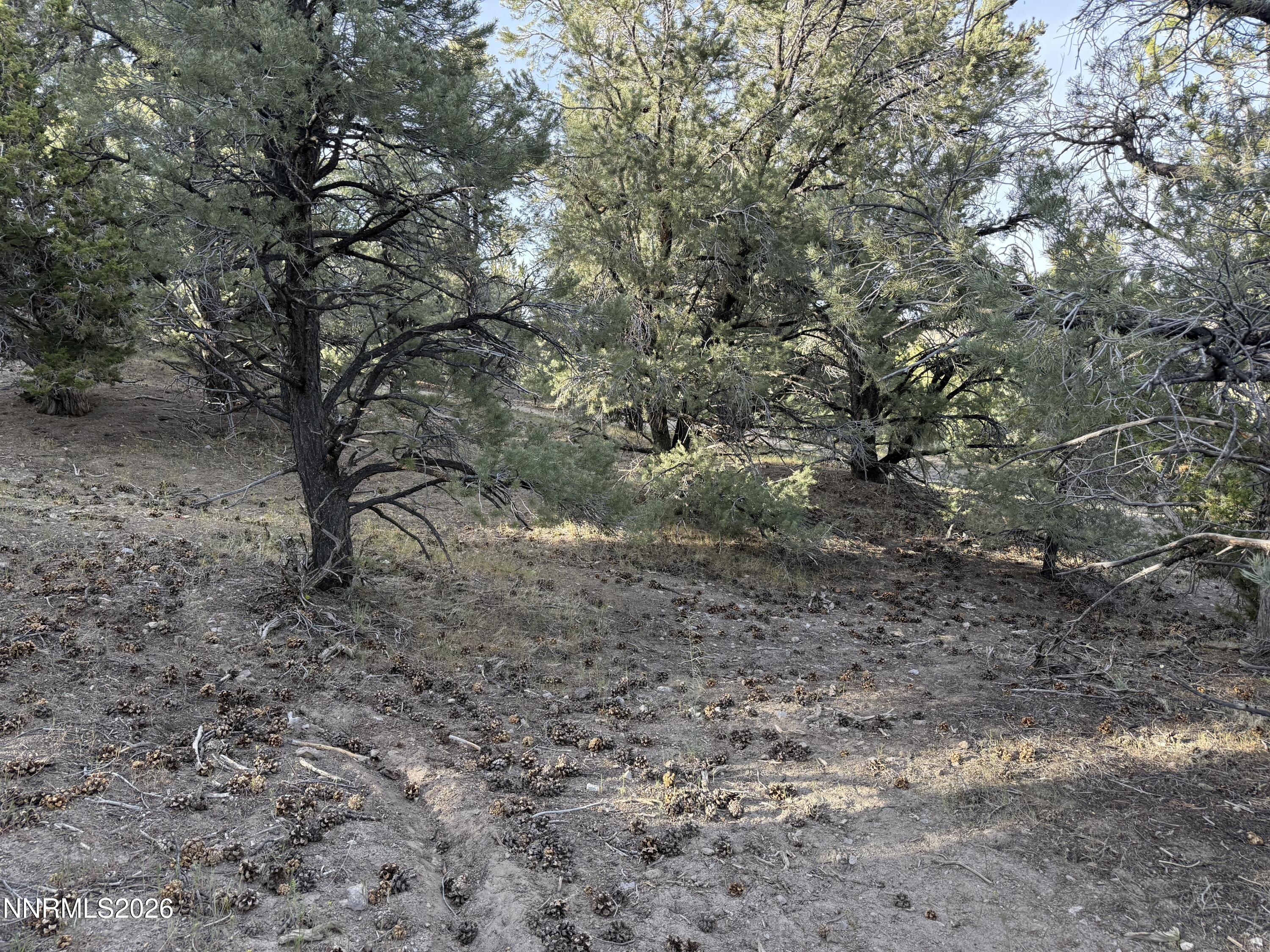 21695 Dortort Drive Reno, NV 89521 - Photo 2 of 4 a view of a yard with a tree