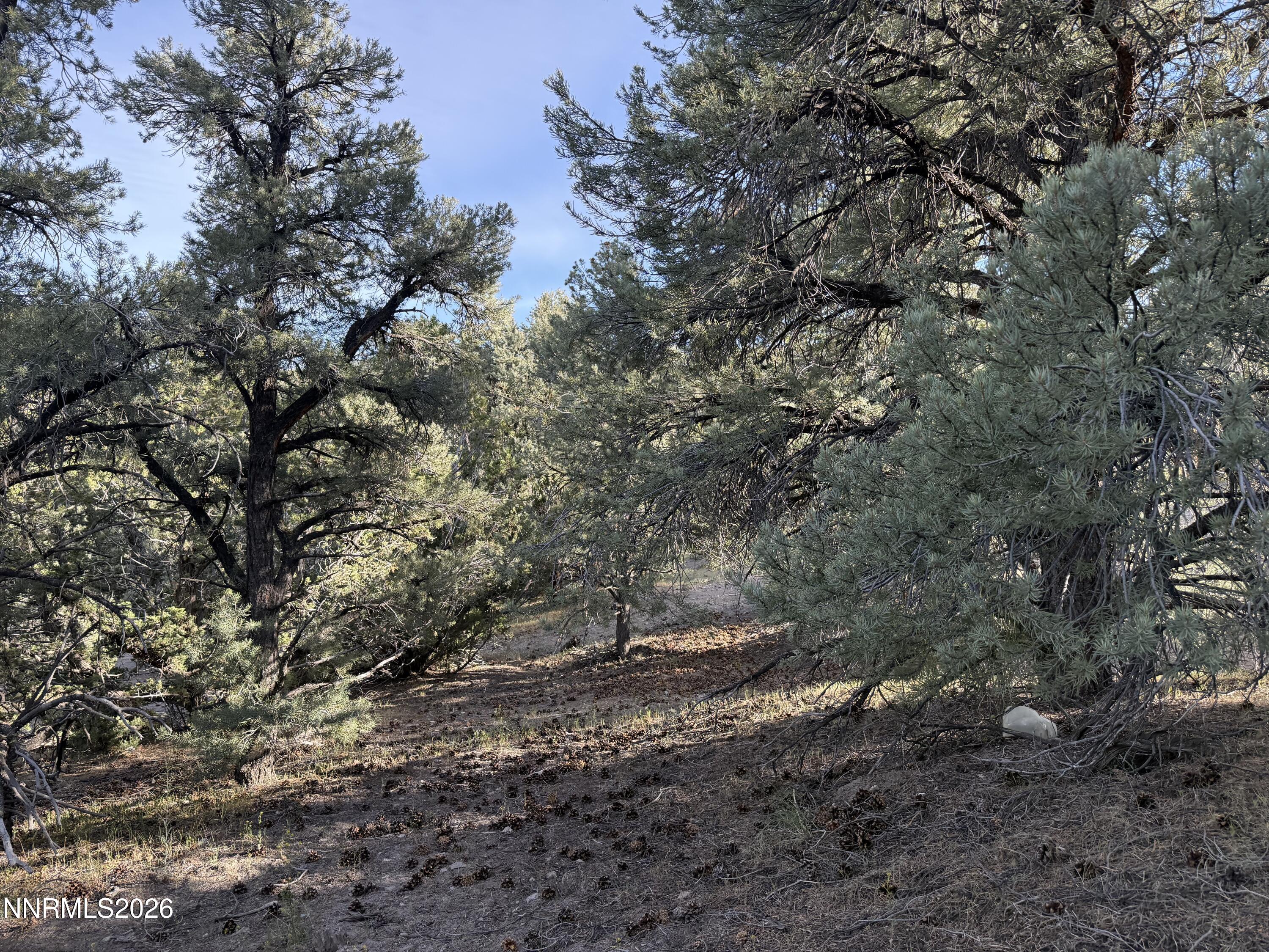21695 Dortort Drive Reno, NV 89521 - Photo 3 of 4 a view of a tree with a yard