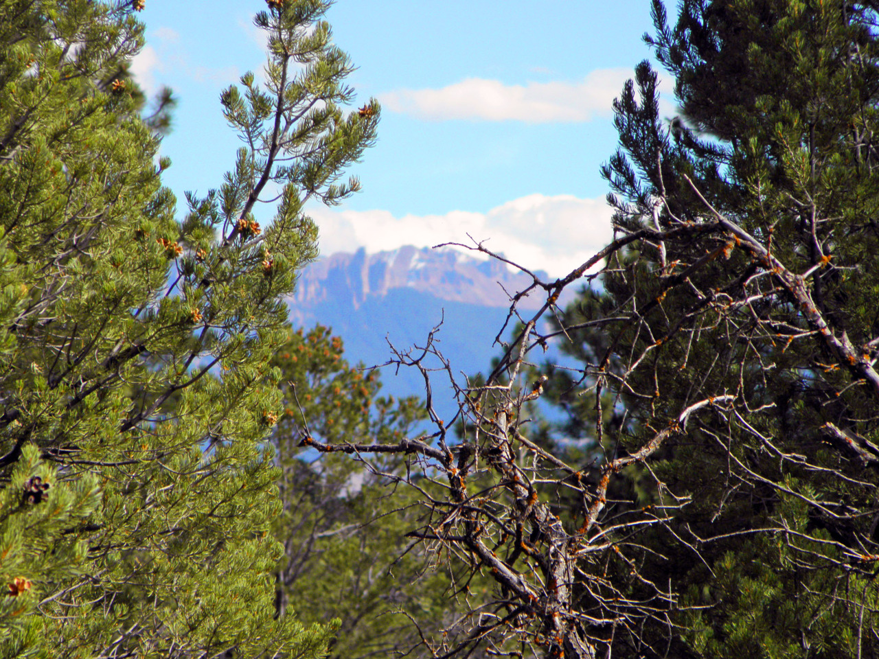 Tbd Big Canyon Point Ridgway, CO 81432 - Photo 13 of 14 a view of a tree in a field with a tree in the background