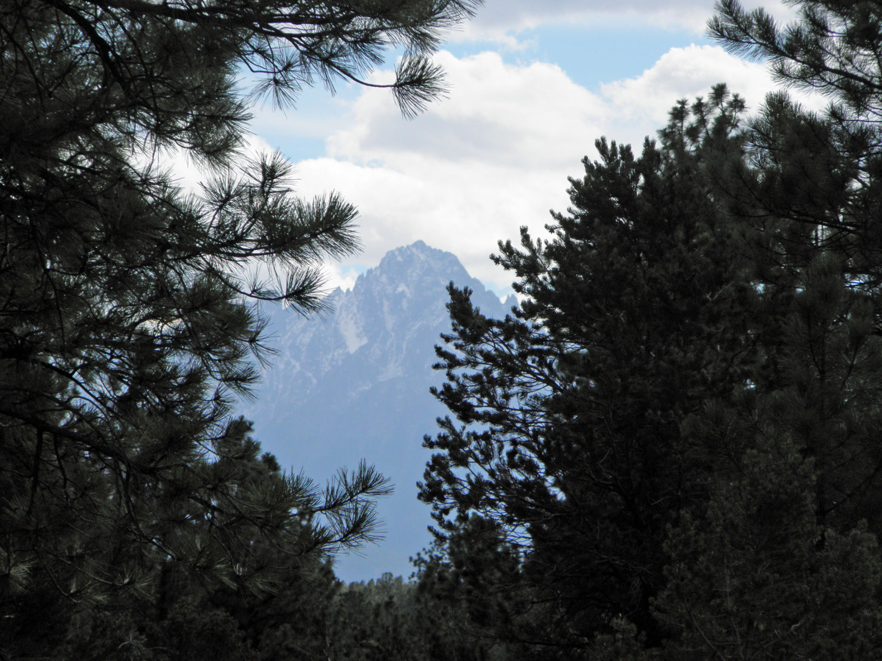 Tbd Big Canyon Point Ridgway, CO 81432 - Photo 14 of 14 a picture of tree
