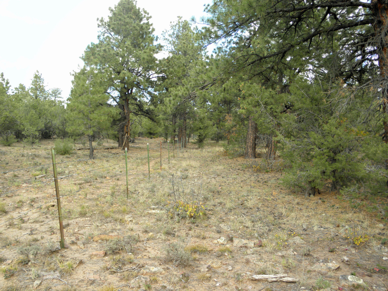 Tbd Big Canyon Point Ridgway, CO 81432 - Photo 2 of 14 a view of a yard with trees