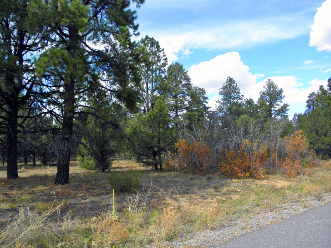 Tbd Big Canyon Point Ridgway, CO 81432 - Photo 7 of 14 a view of a tree in a yard