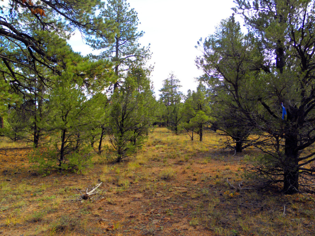 Tbd Big Canyon Point Ridgway, CO 81432 - Photo 9 of 14 a view of yard