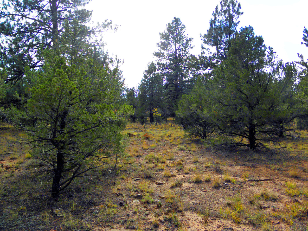 Tbd Big Canyon Point Ridgway, CO 81432 - Photo 10 of 14 a view of a yard with plants and trees