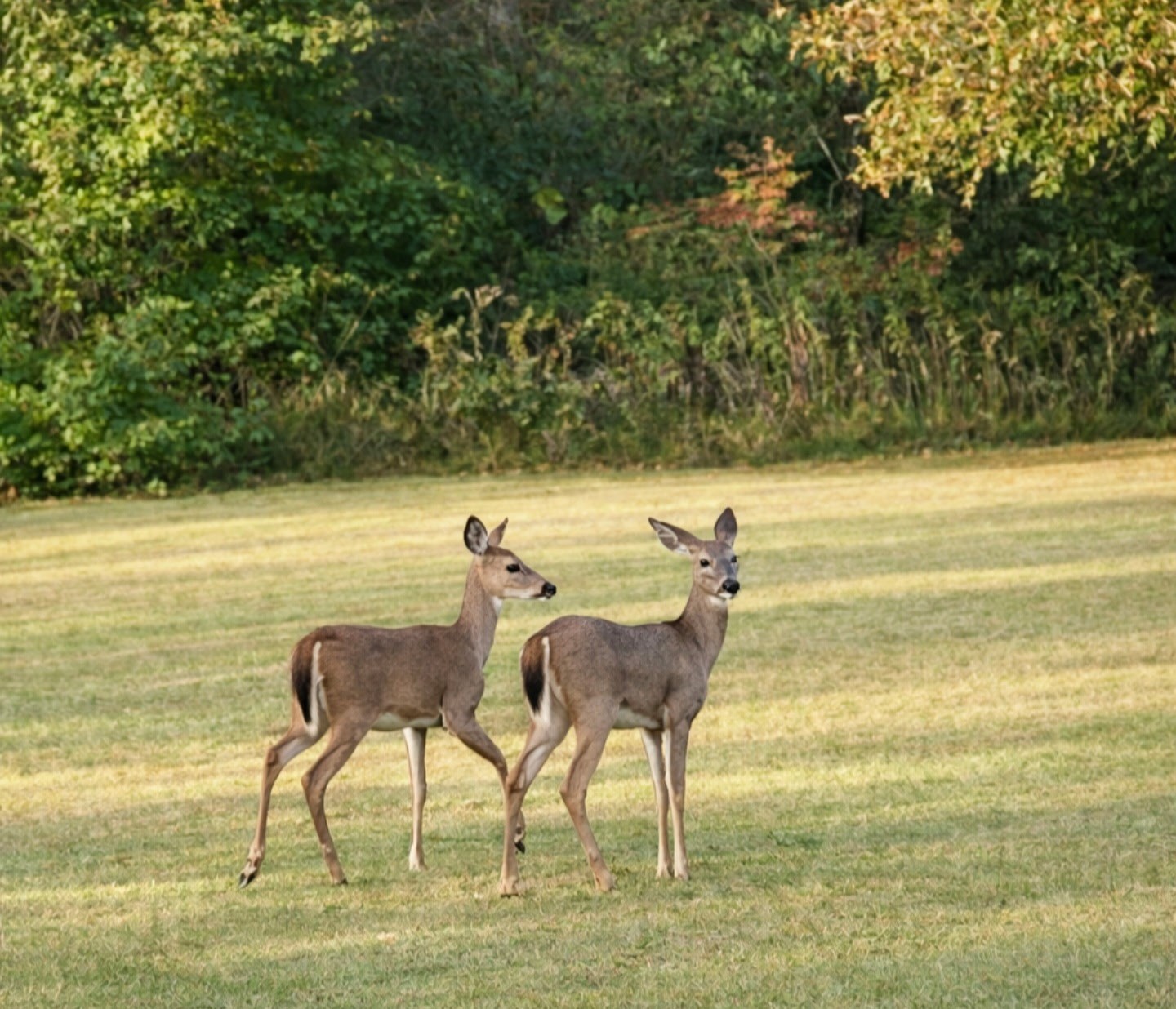 2130 Indian Mound Road Woodlawn, TN 37191 - Photo 5 of 6