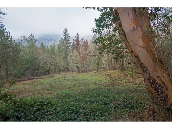a view of a yard with a tree