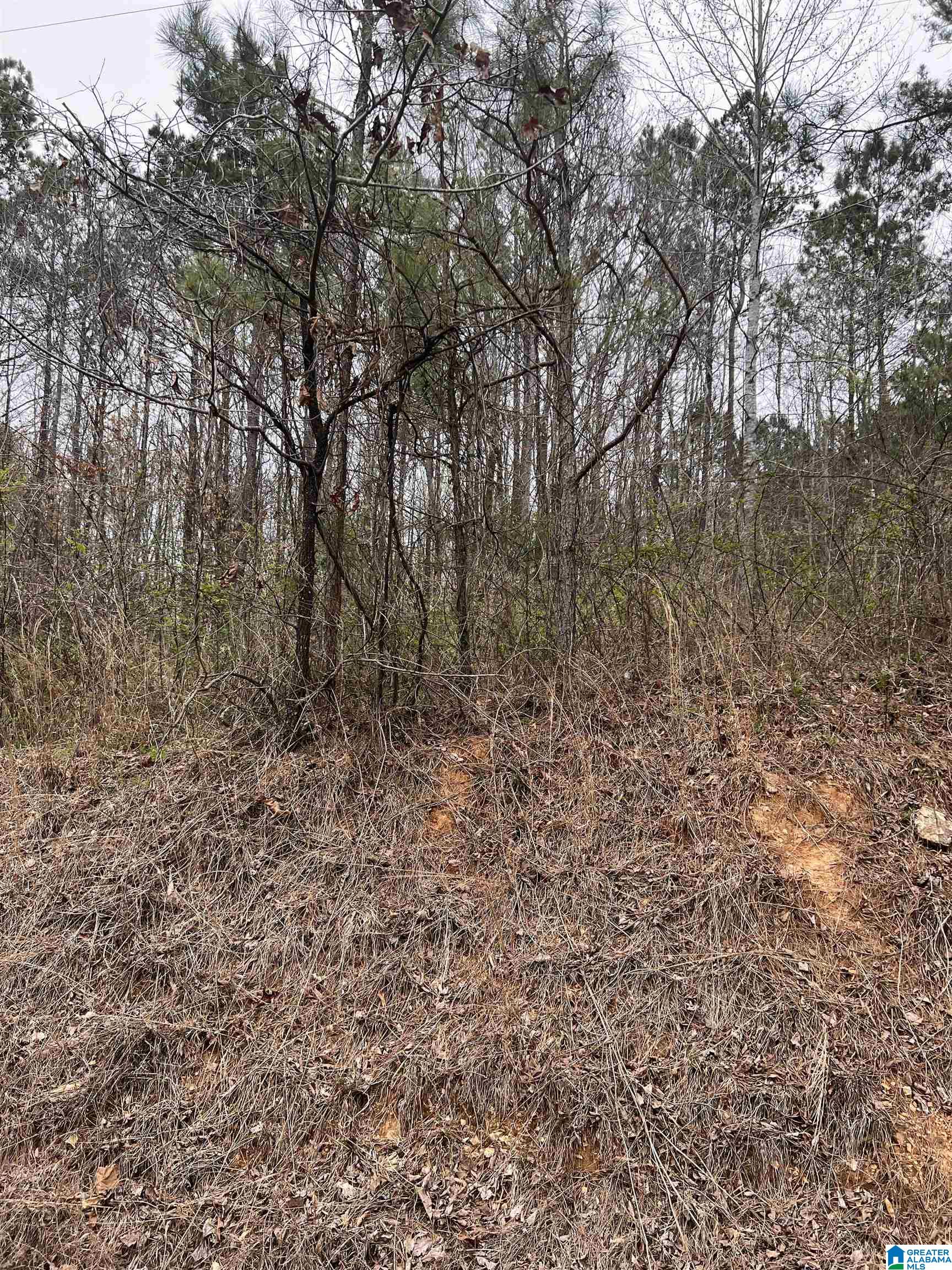 Lot A Southwest Heflin Al Southwest, Unit A Wedowee, AL 36278 - Photo 2 of 4