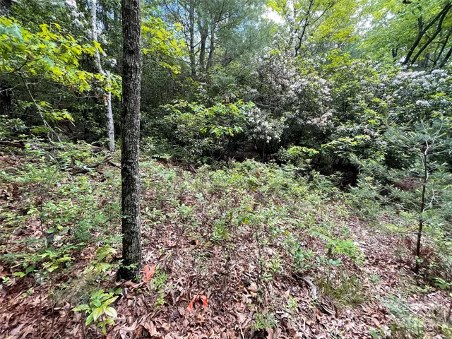 a view of a garden with plants