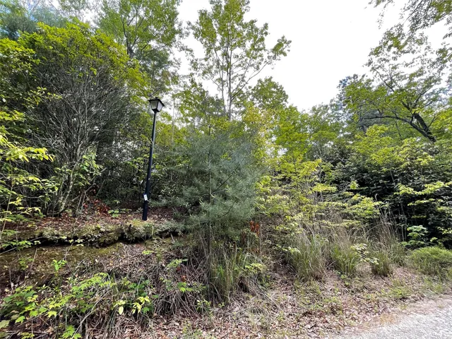 a view of a forest with trees