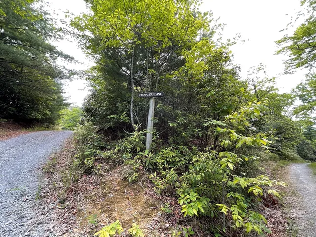 a view of a forest with trees in the background