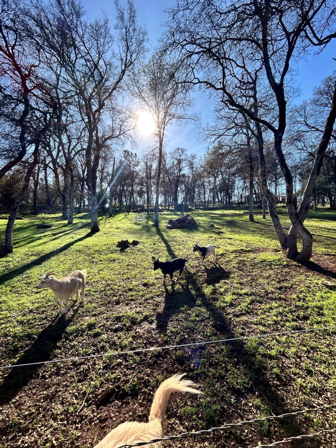 12597 Wolf Road Grass Valley, CA 95949 - Photo 71 of 88